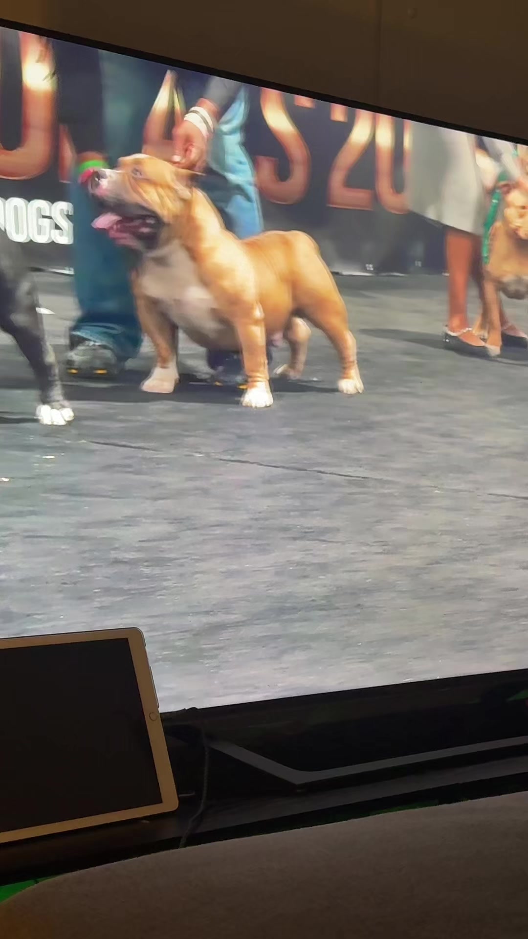 @Momoparleauxchiens🇸🇳🇩🇪