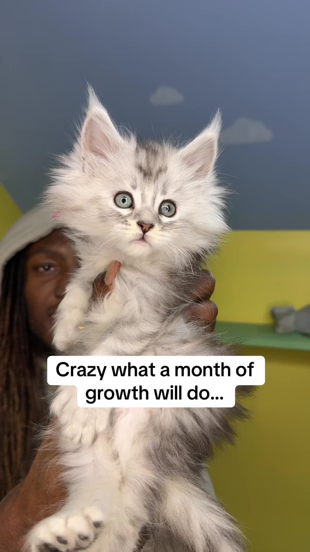 @Tycoon_Mainecoons