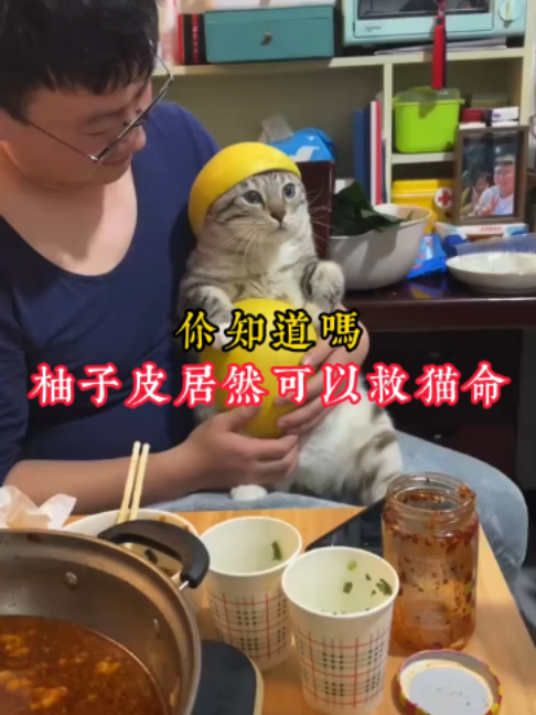 @catology