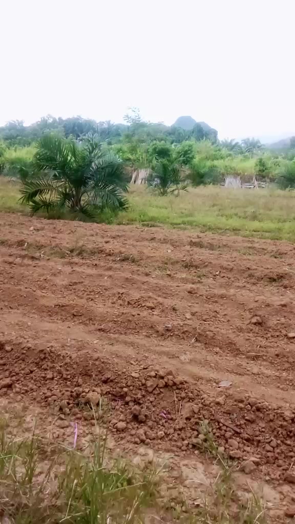 @SURYA TANI