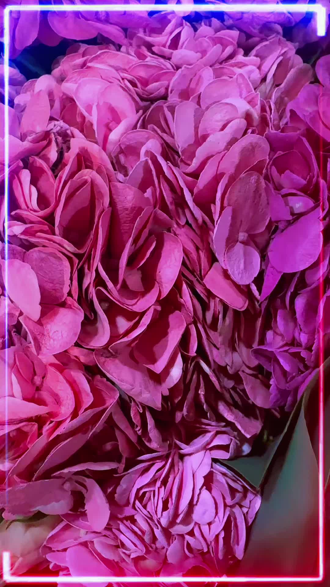 @Diana Rodriguez