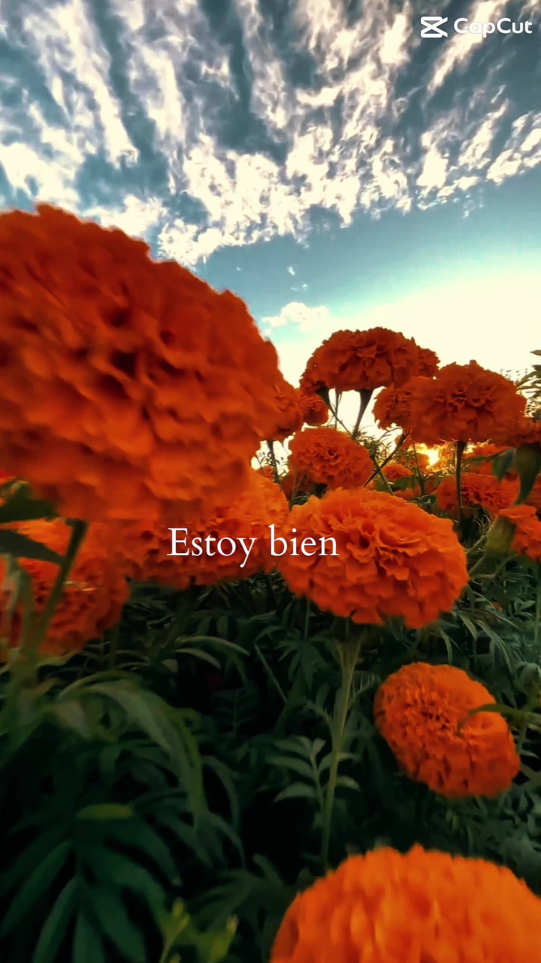 @Daisy May