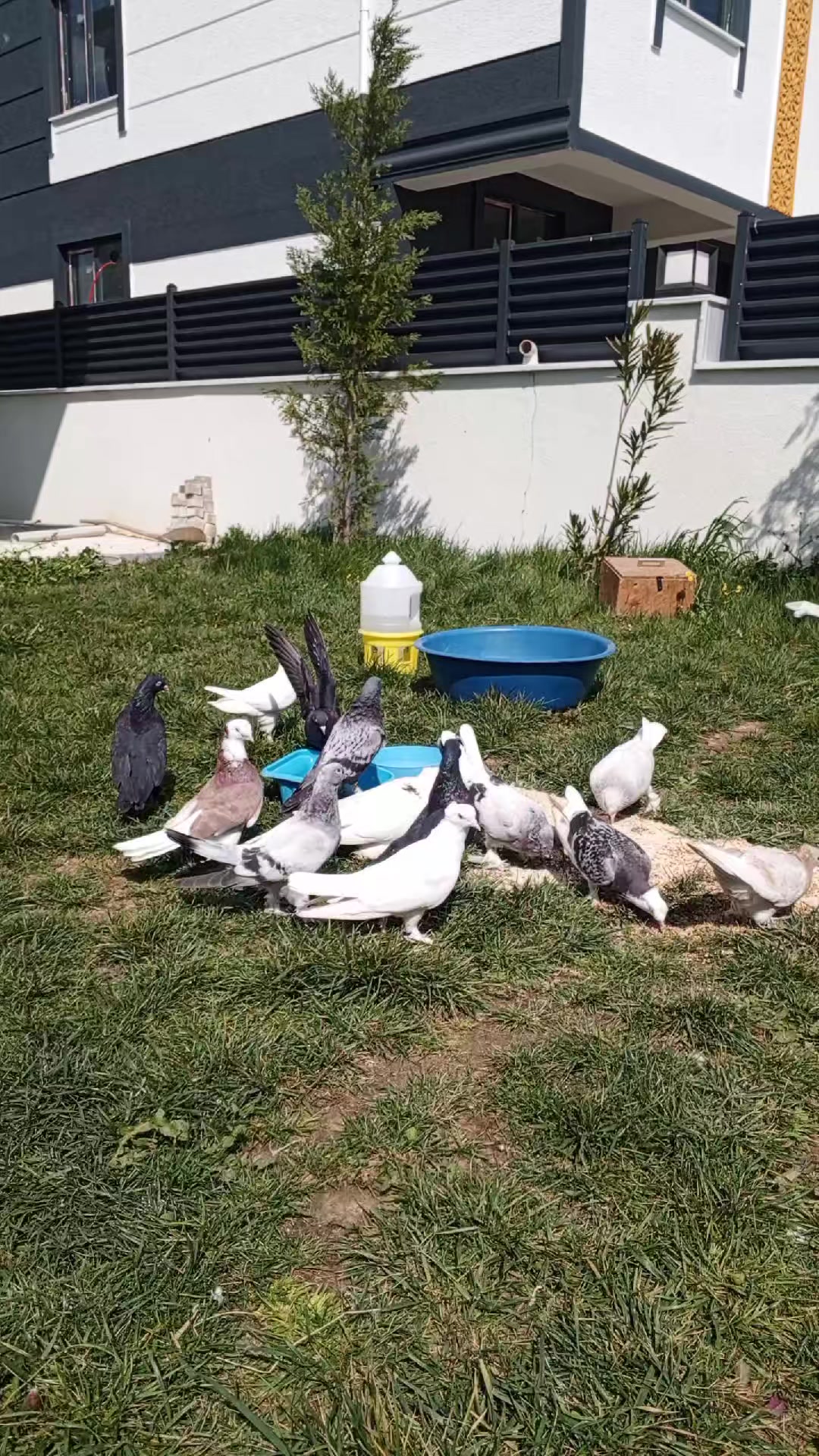 @gokhan demirci