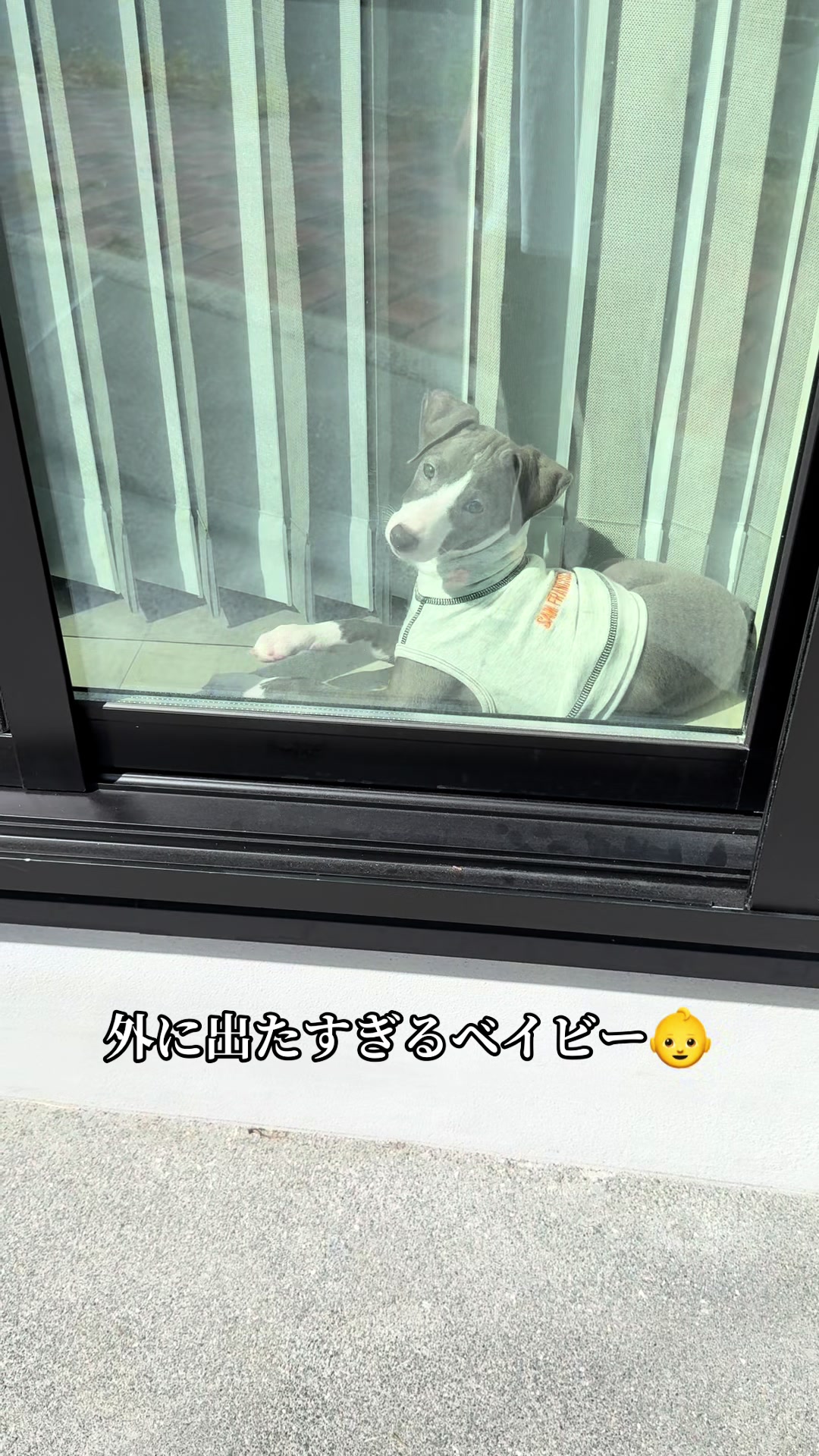 @バディーとジュニア