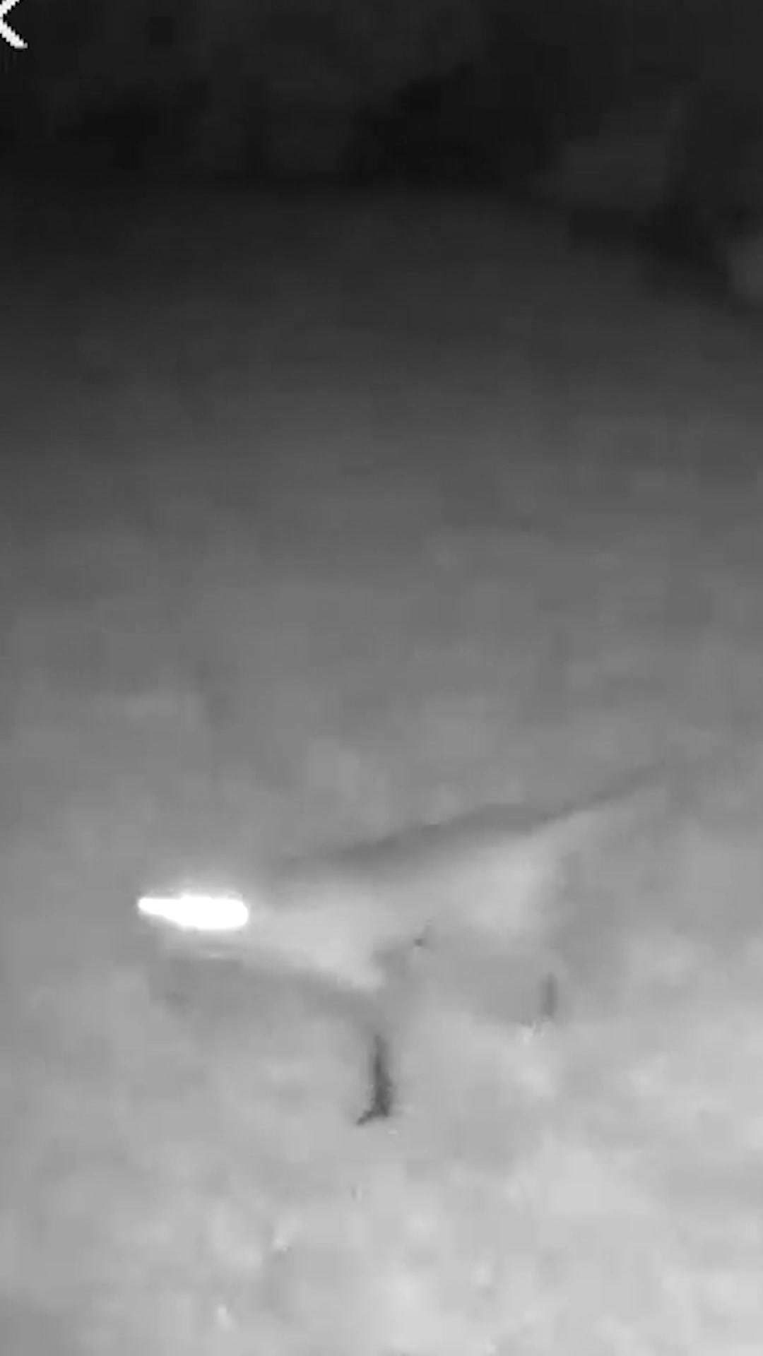 @F🦊XSEE👀Footage🎞️