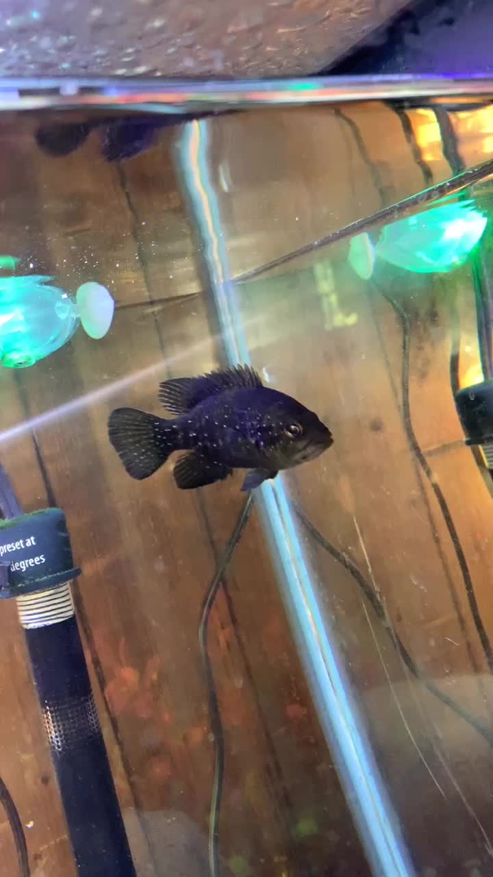 @Relaxing Fish 🦈😌