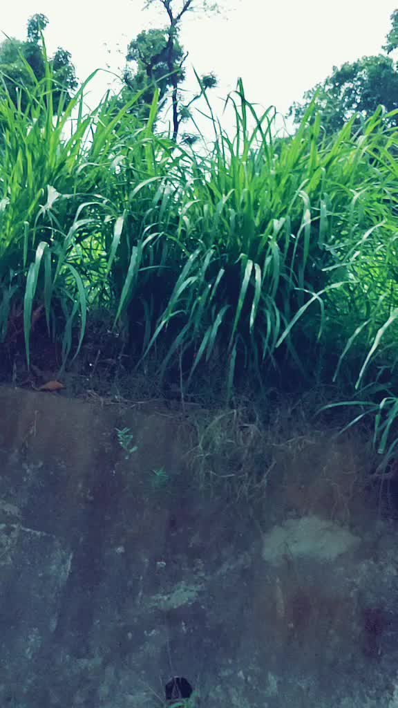 @Bhaukali Ra Ja