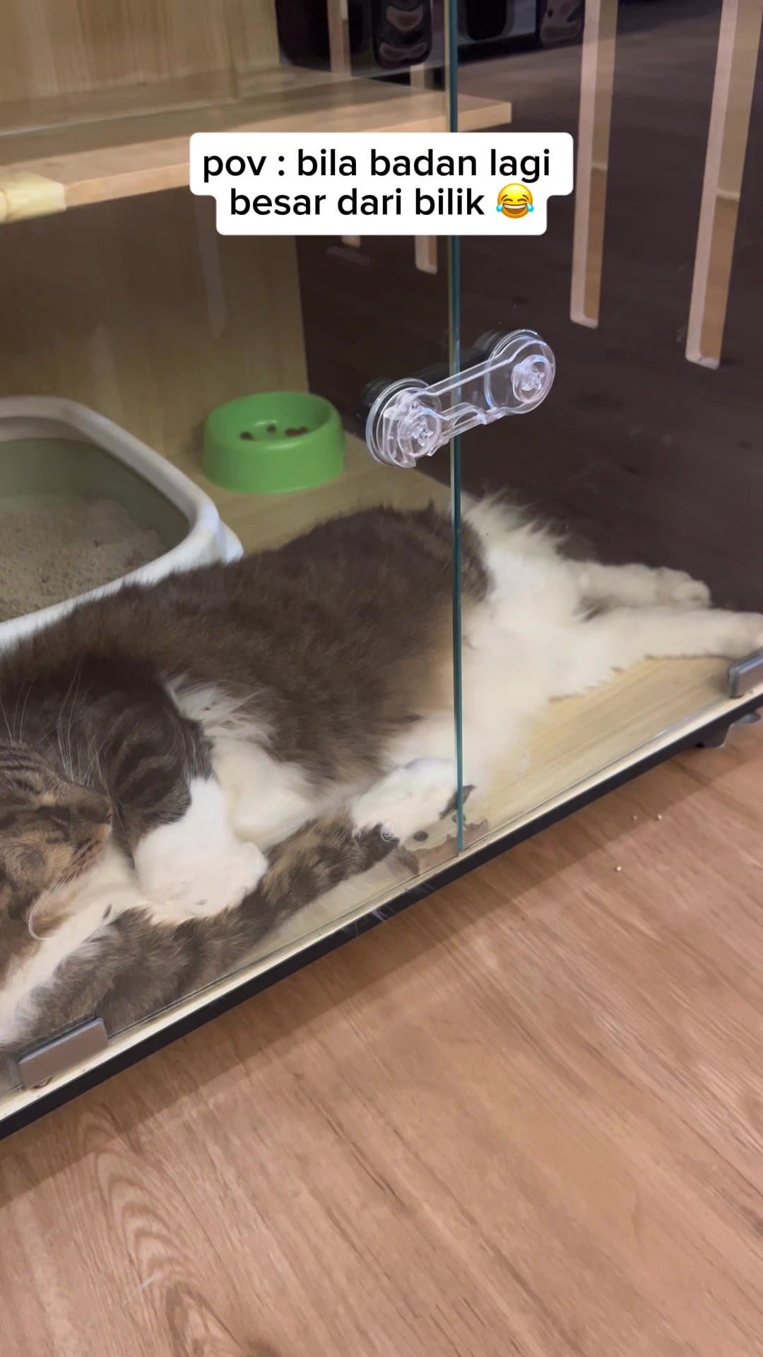 @Anya Pet Shop