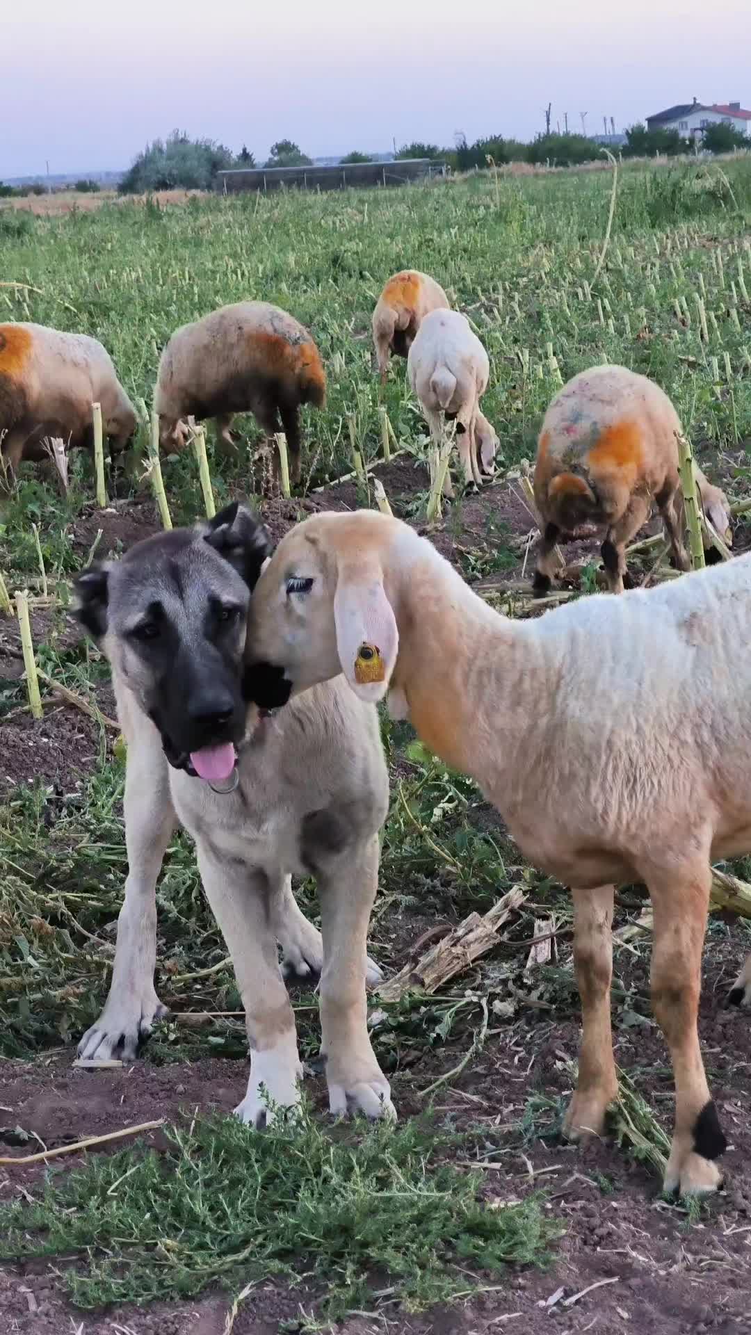 @🔗Aslan🕊️Öztürk🔗