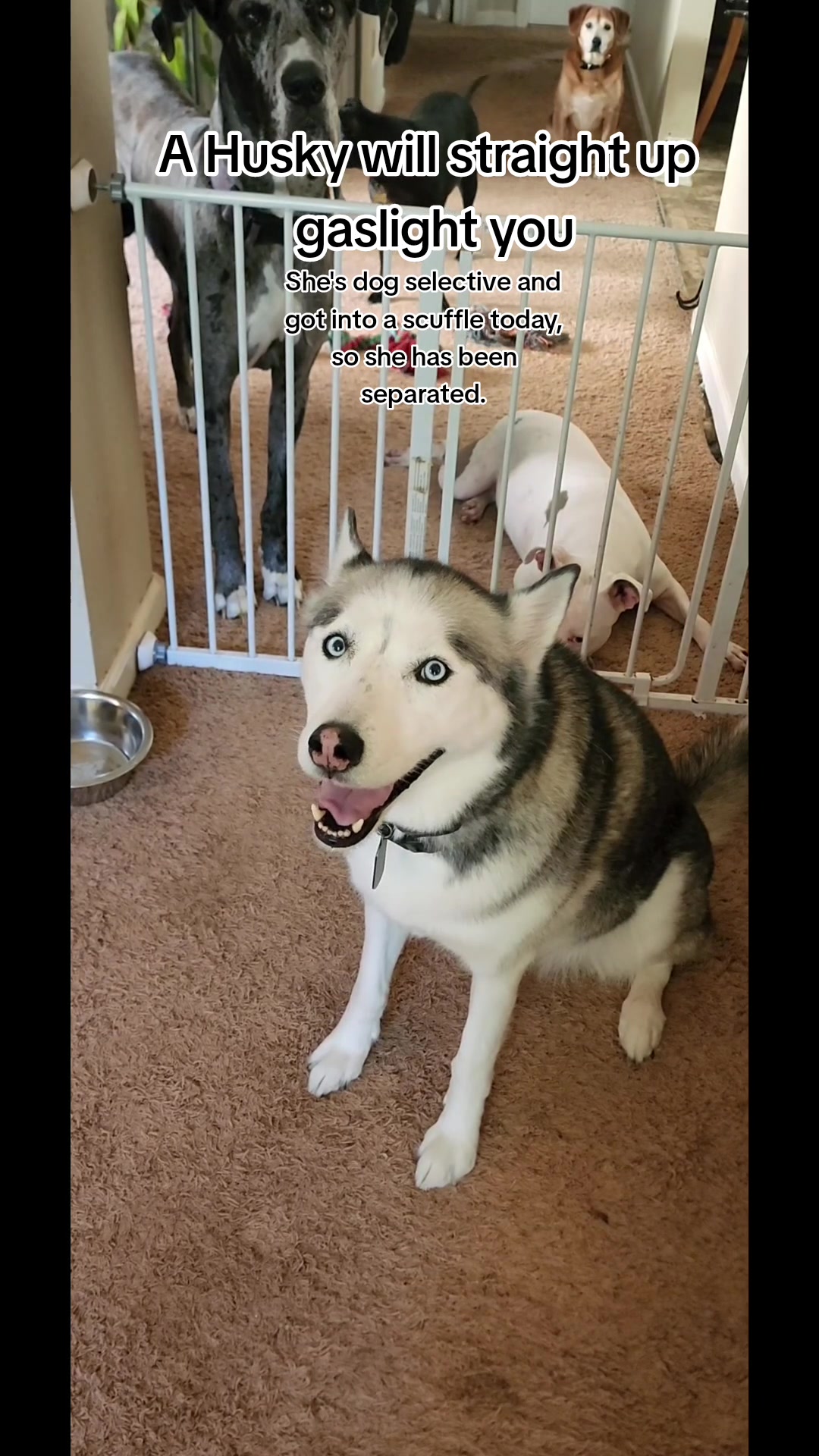 @diamondsdoggydaycare
