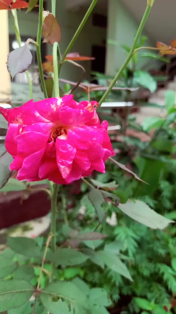 @jiyaRajbongshi
