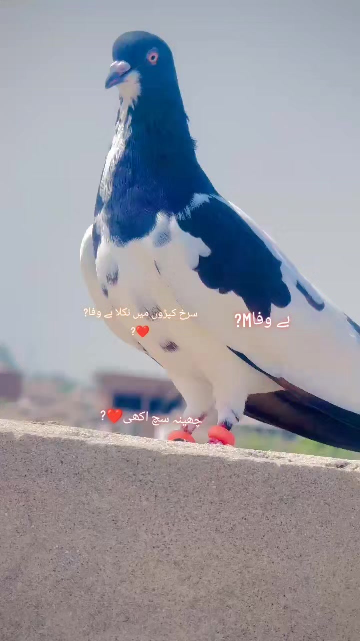 @عدیل رحمن لیہ وال کبوتر باز