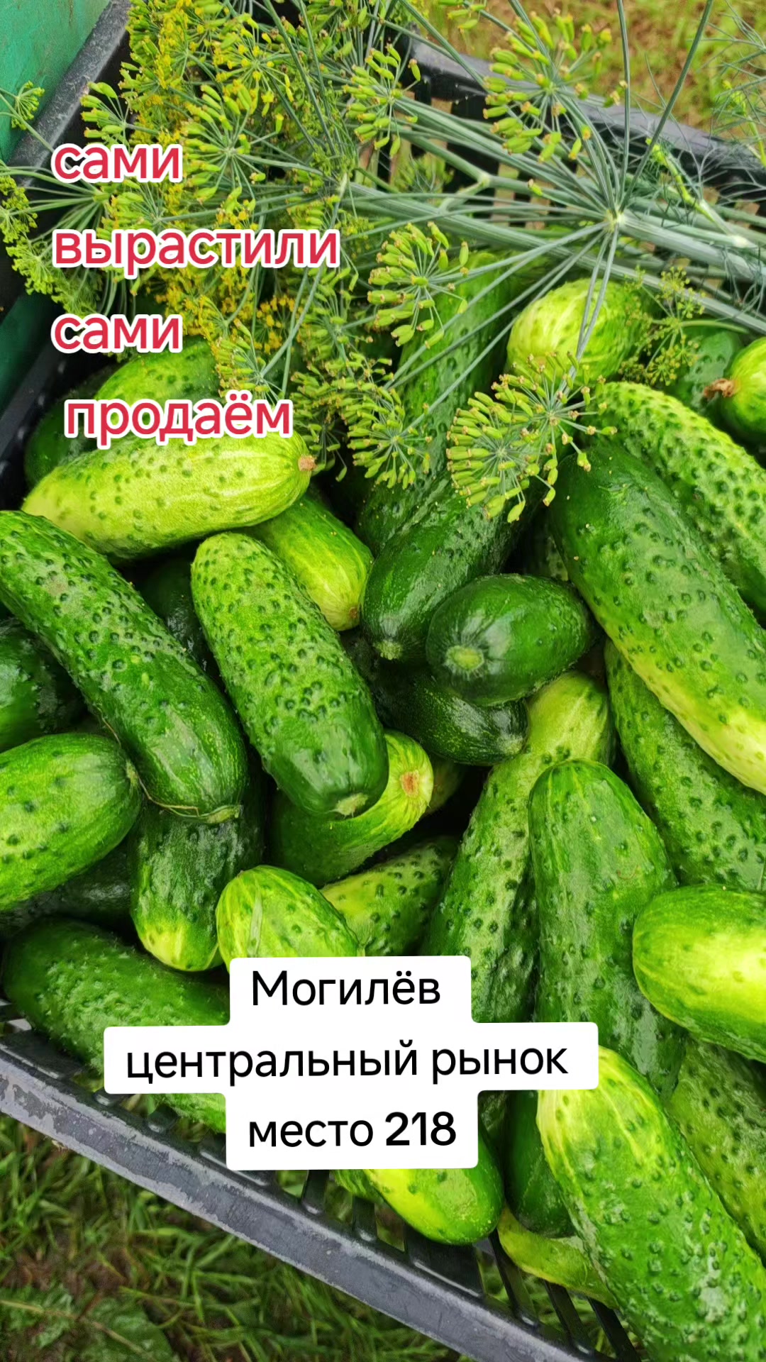 @Картофель Могилёв
