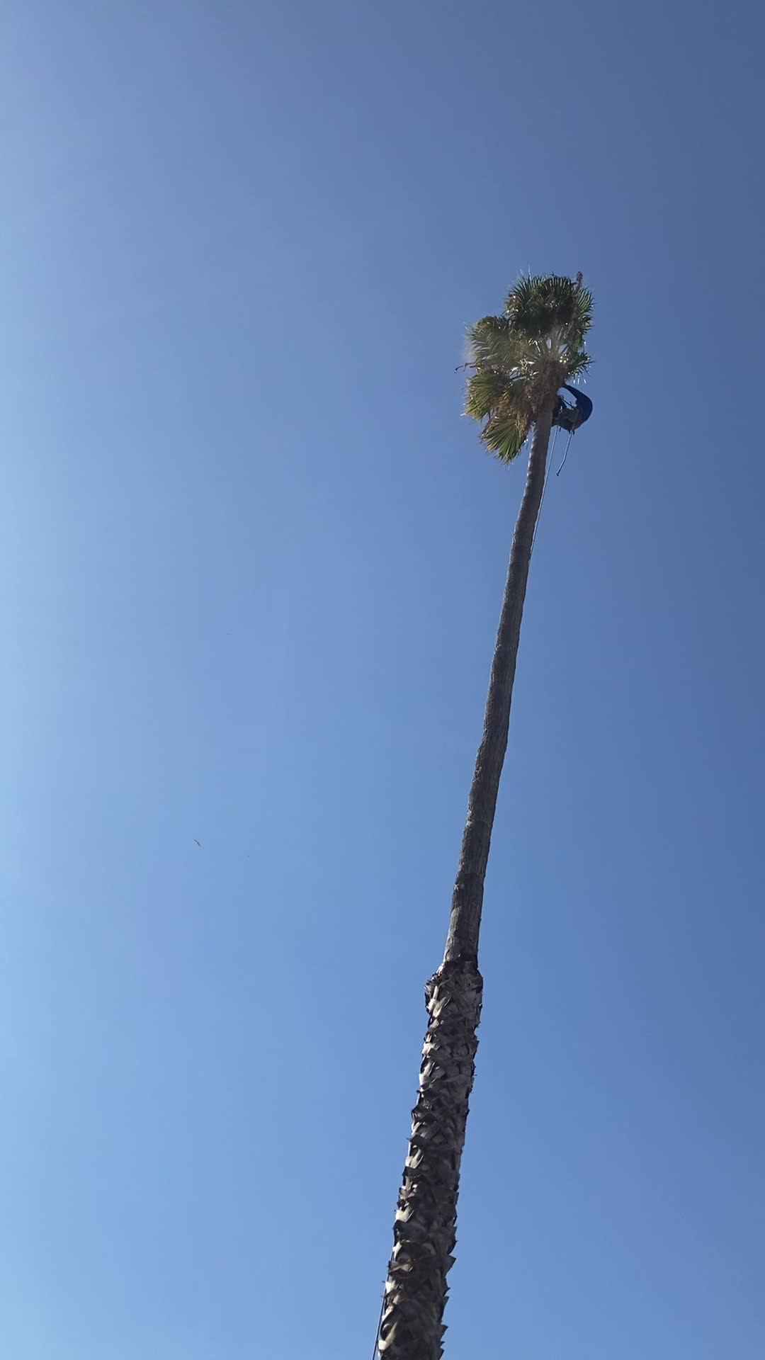 @fidel_treeexperts