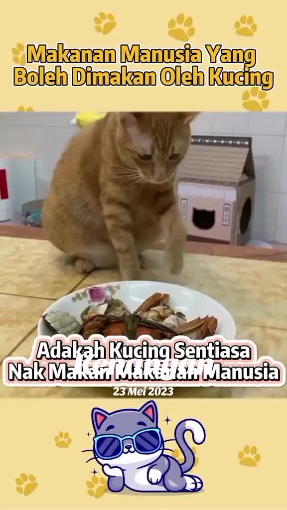 @Pecinta Kucing