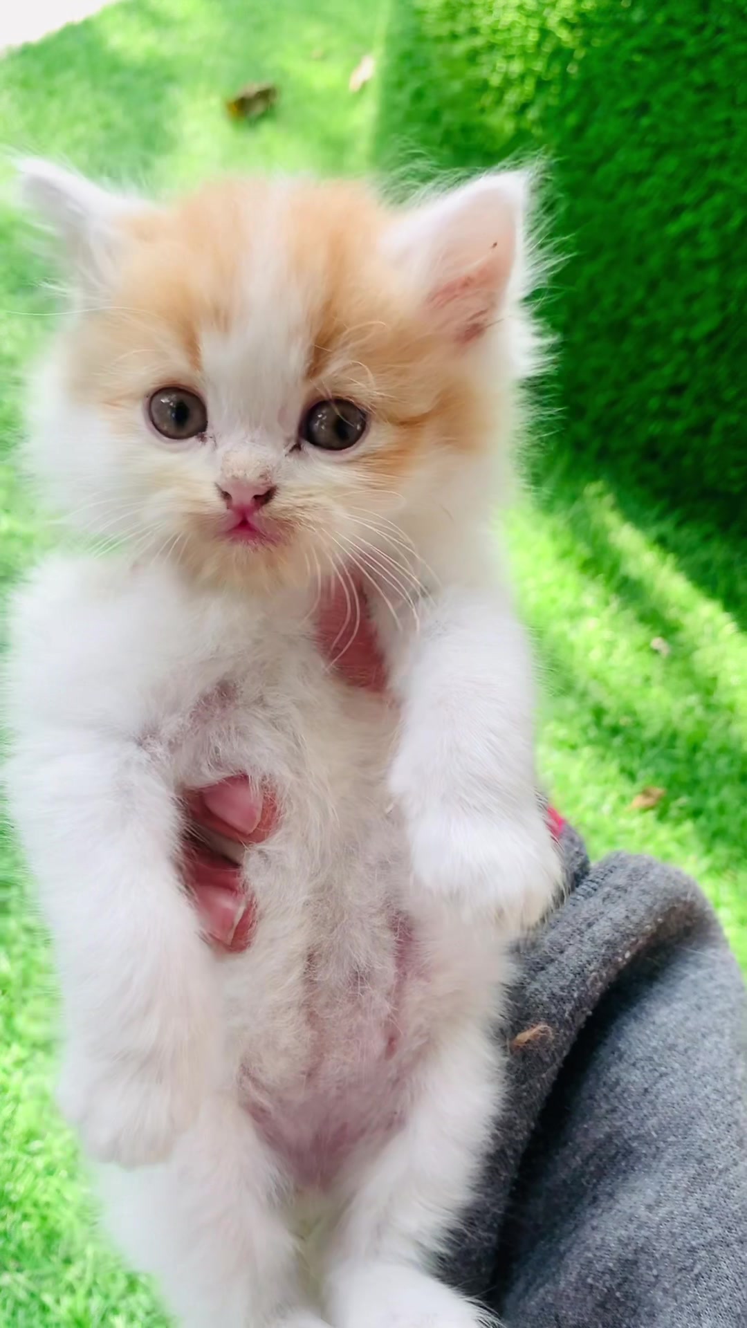 @Persian Cat Society❤️&zwj;🩹