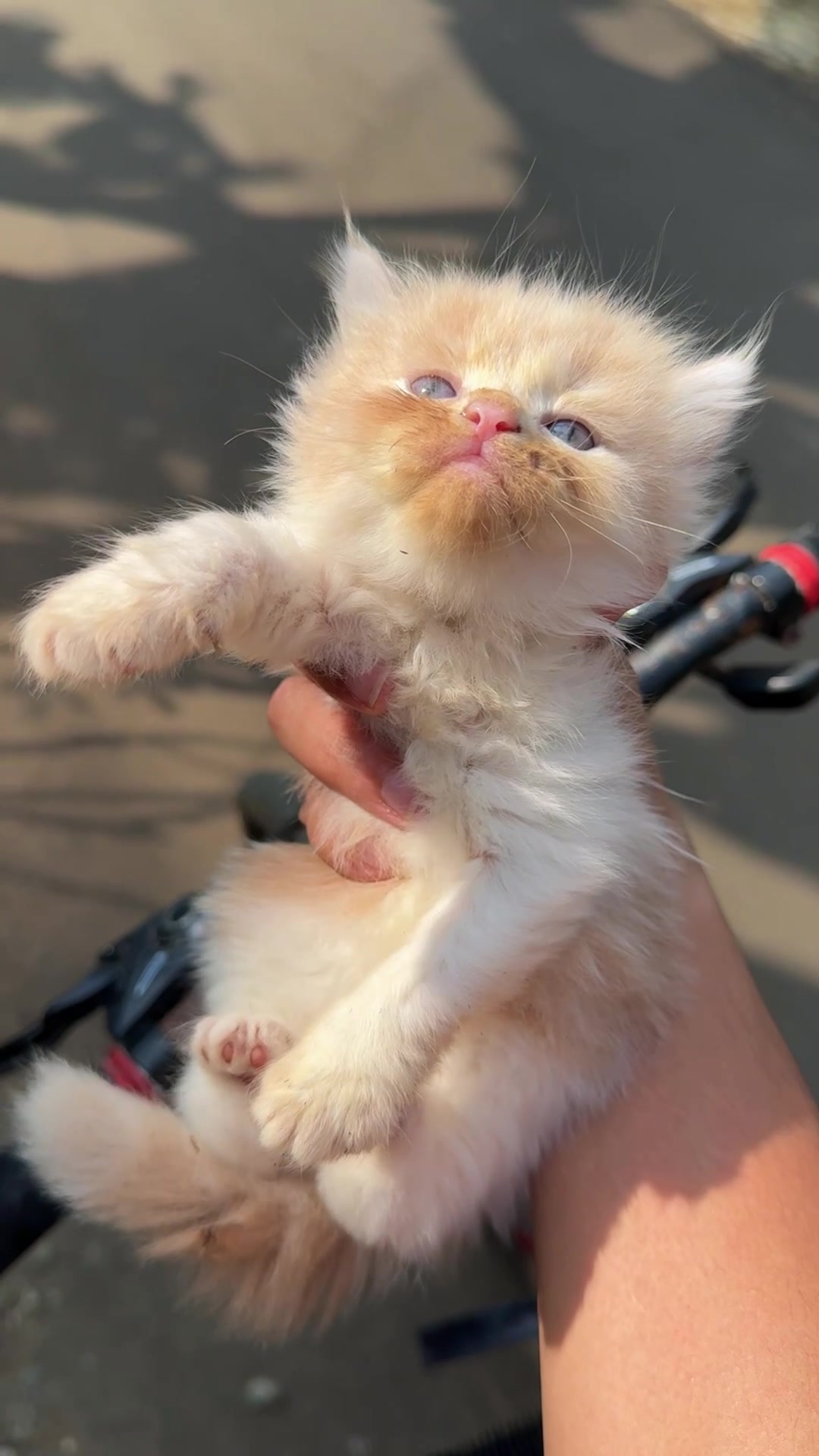 @Republic Of Cat