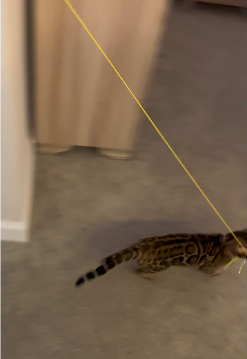 @cleochanelthebengal