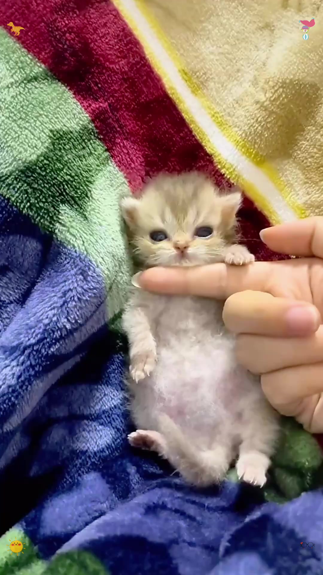 @catbosssss