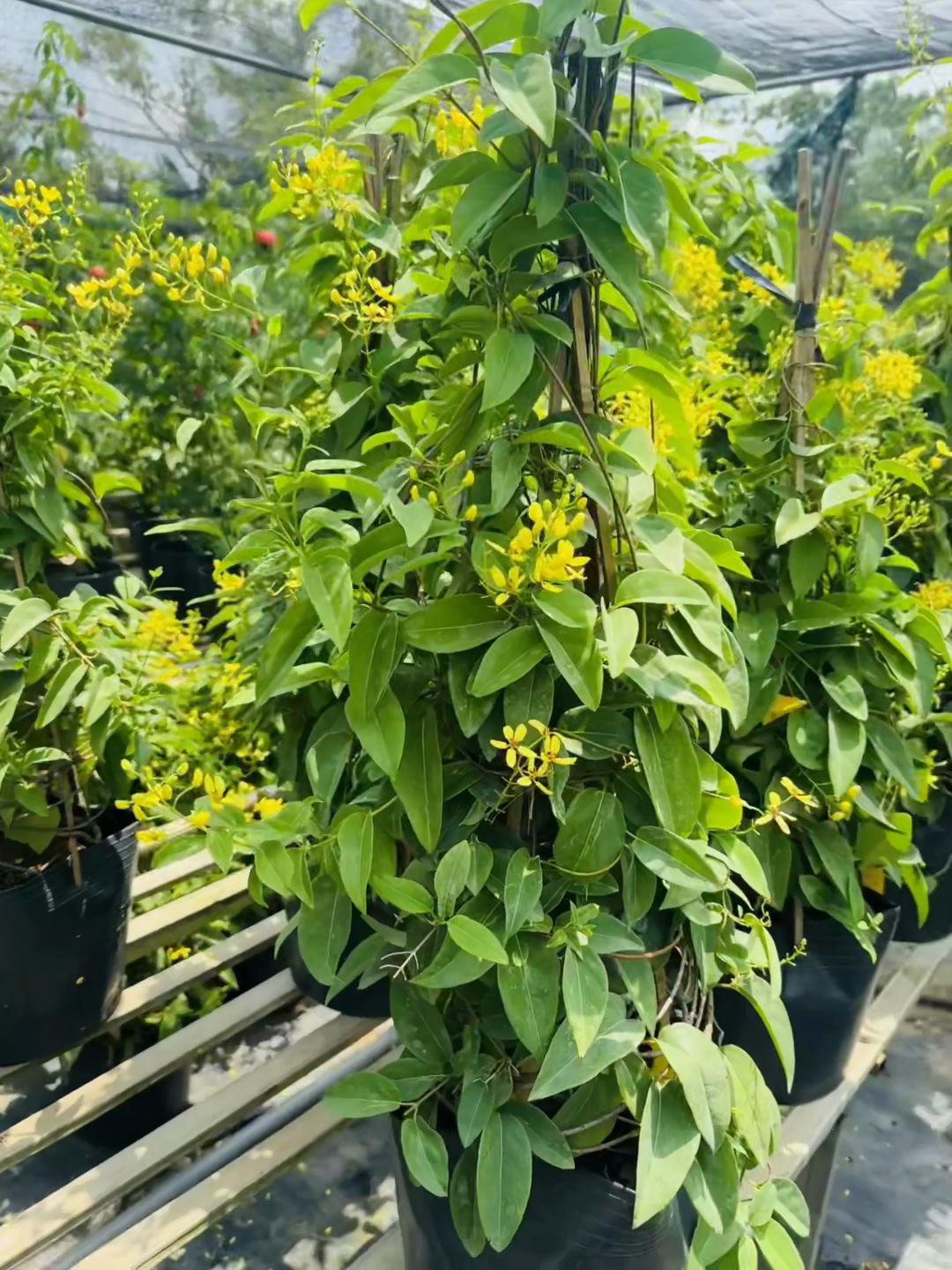 @Tiệm L&aacute; Nhỏ
