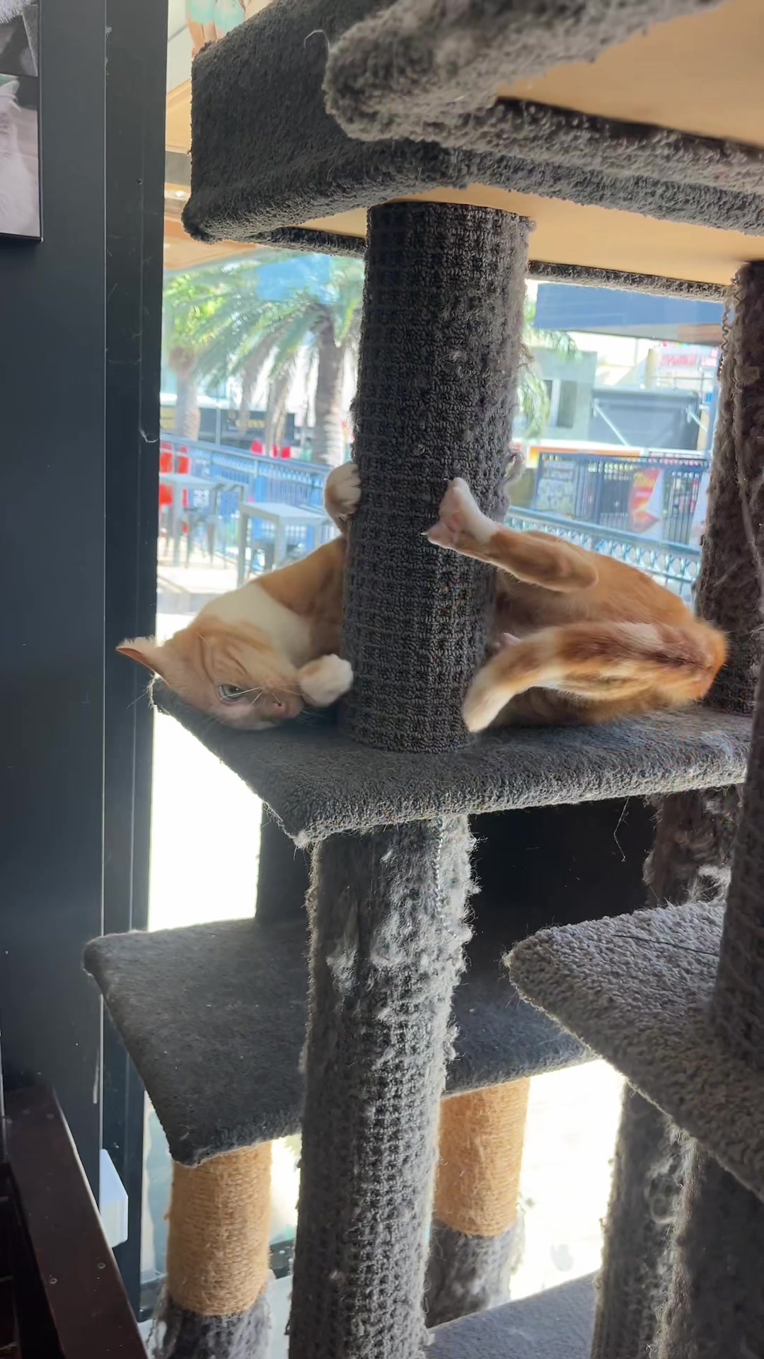@crazycatcafe