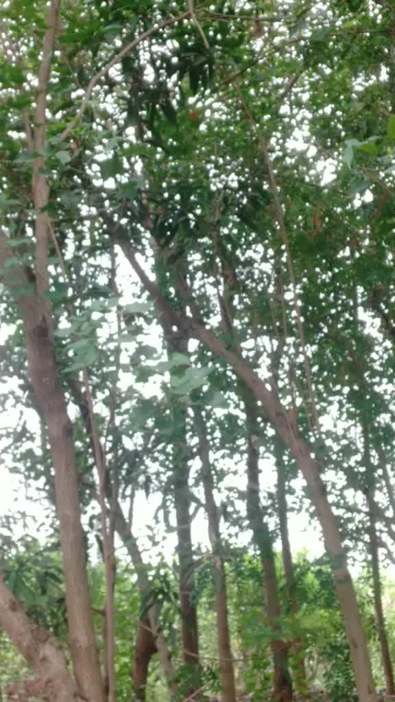@கோ.ஜெ.பாலா