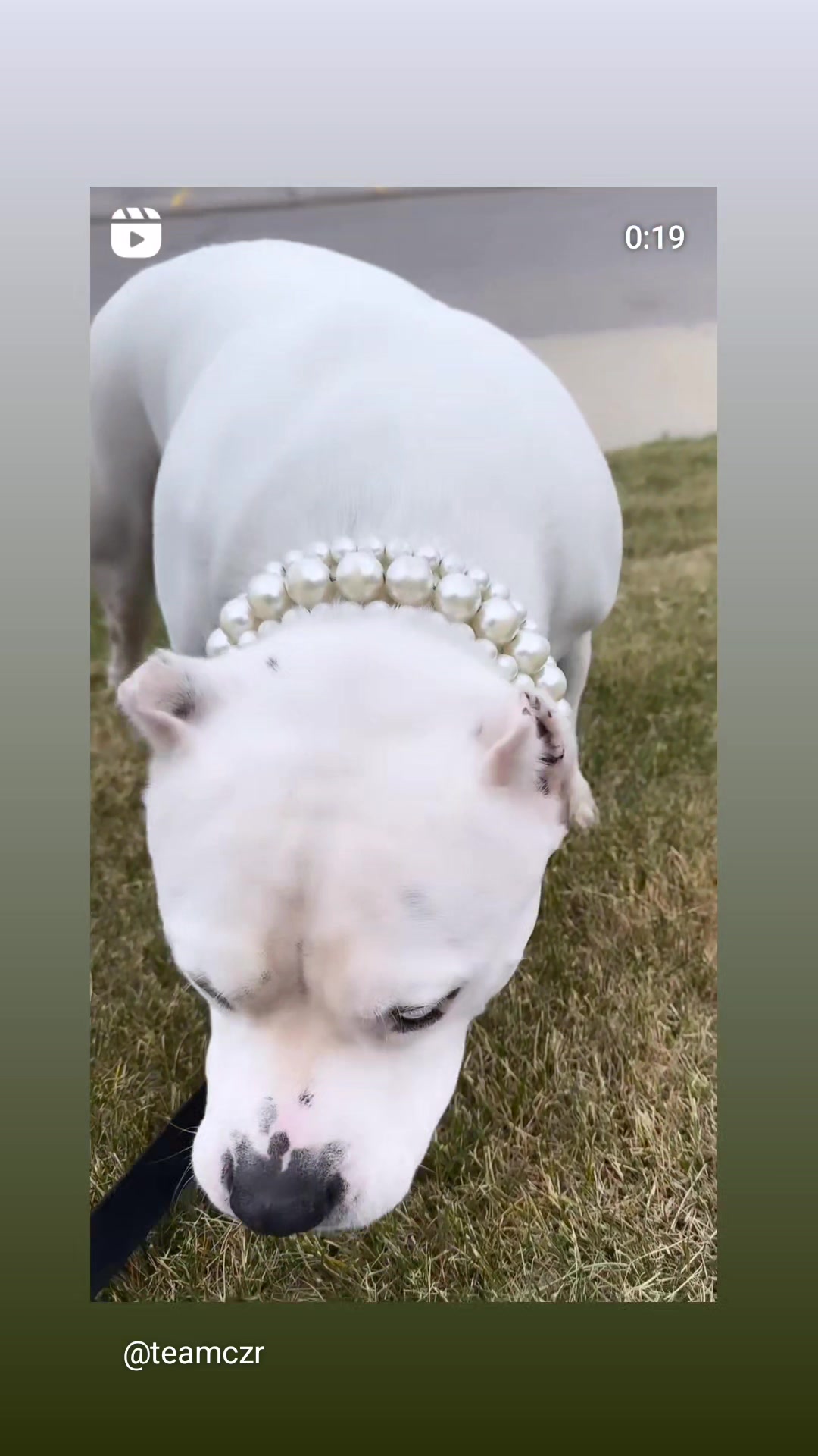 @Beadie Babiez Collar Shop