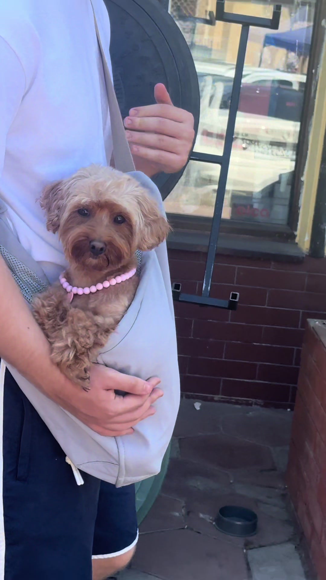 @Puppy’s Maltipoo Kiev