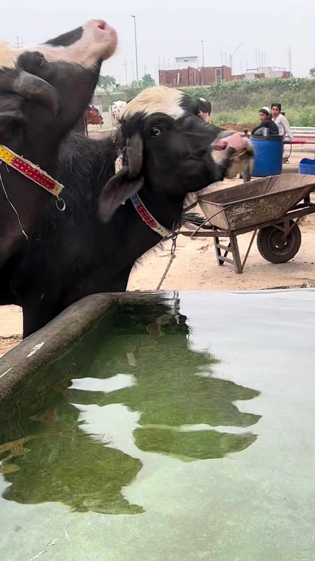 @Jutt Dairy Farm