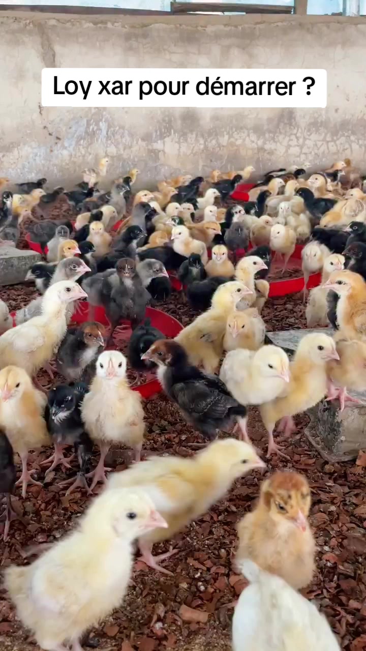 @NDIAYE-BREEDING 🐔