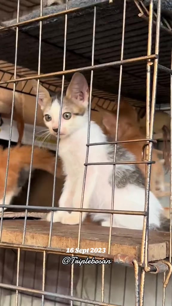 @KUCING SAYA MAJIKAN SAYA|BIHA
