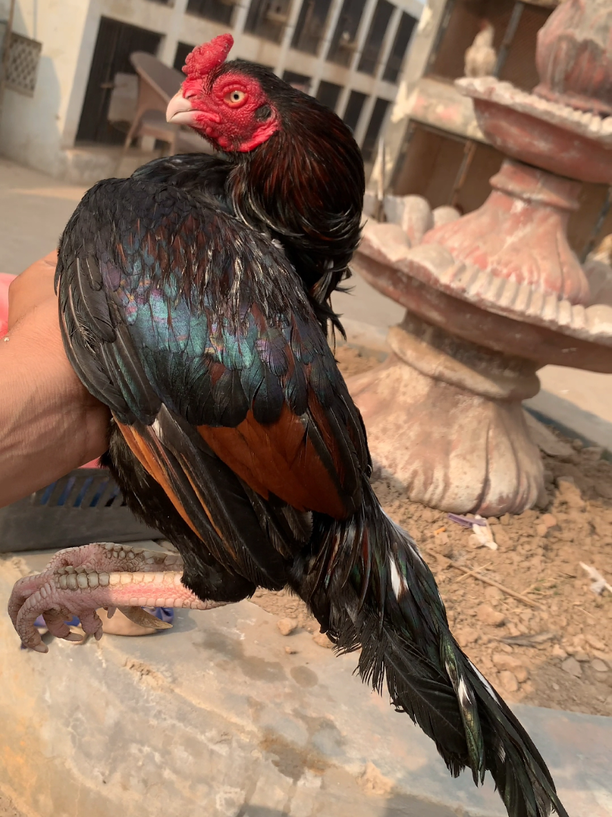 @Amroha shokeen