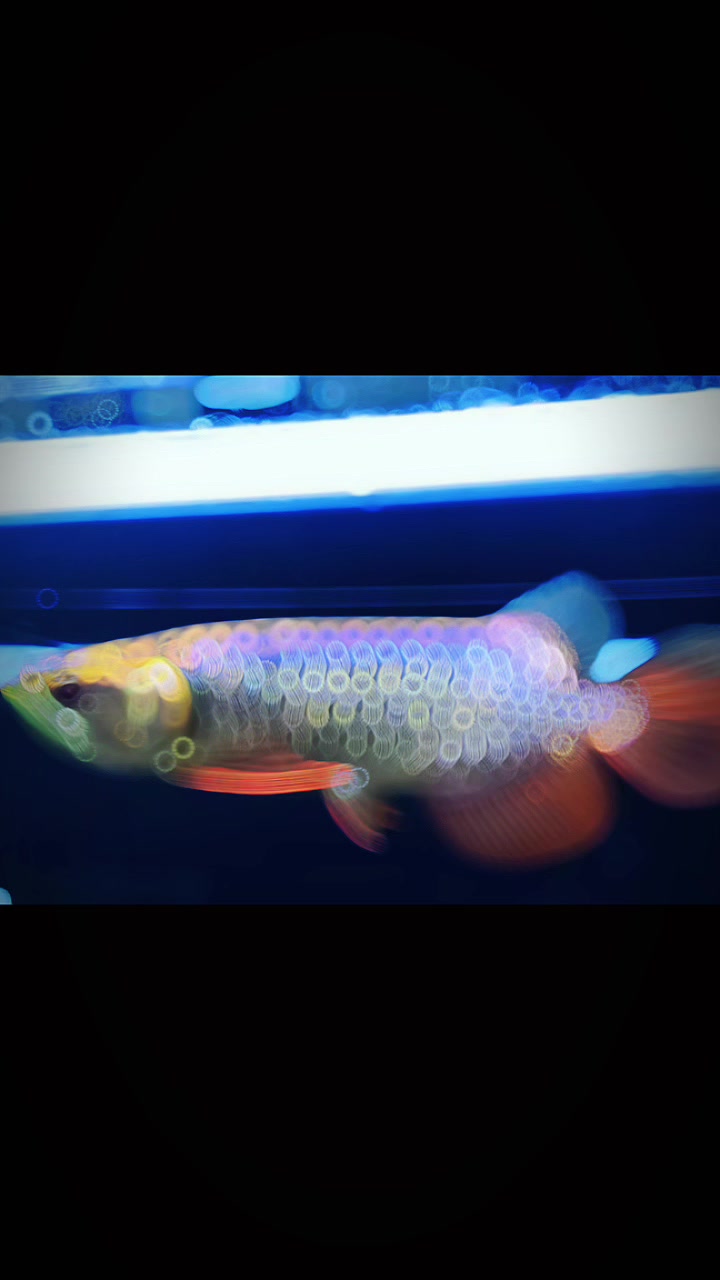 @網上看魚