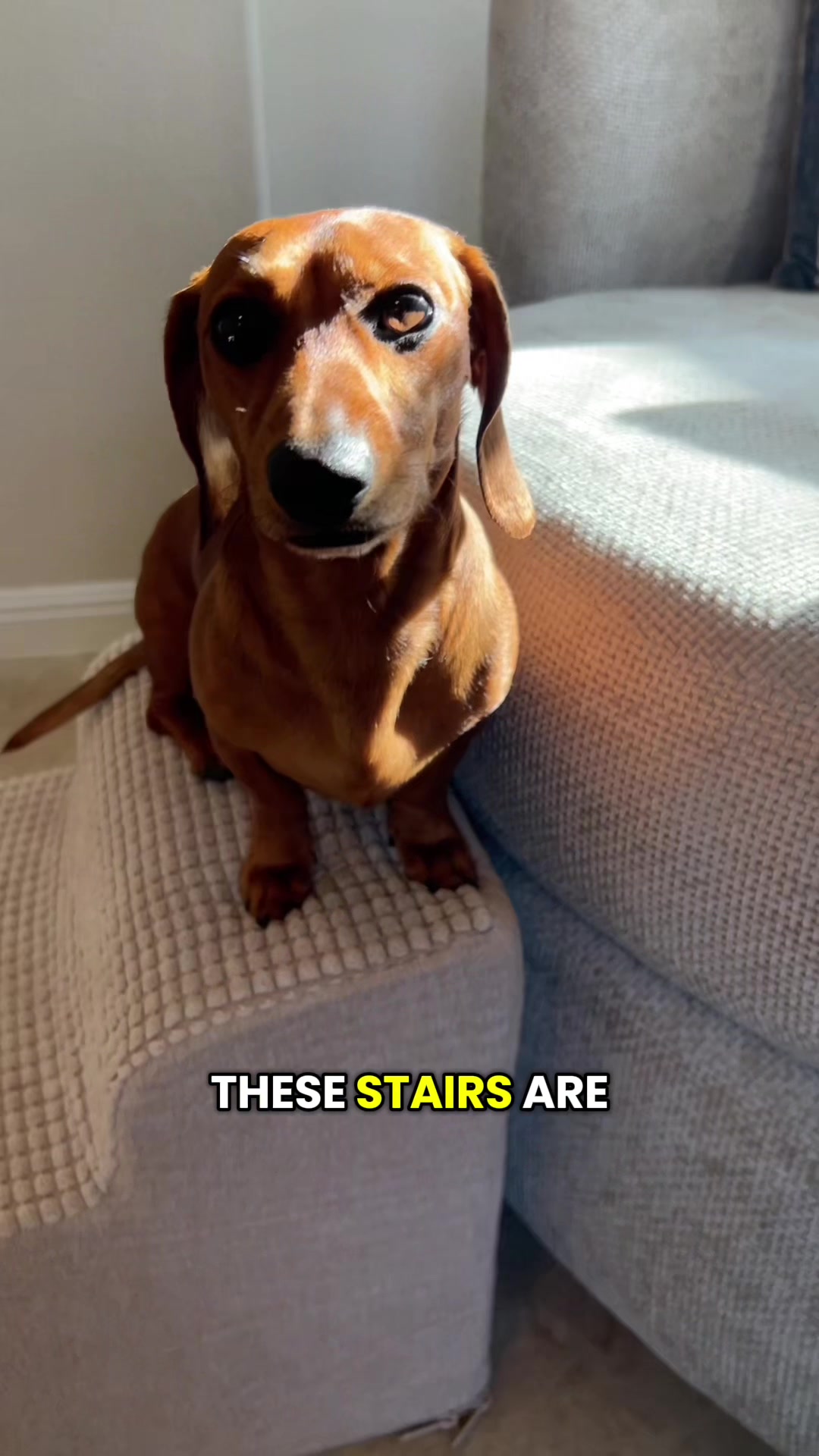 @Slinky Severus-Doo