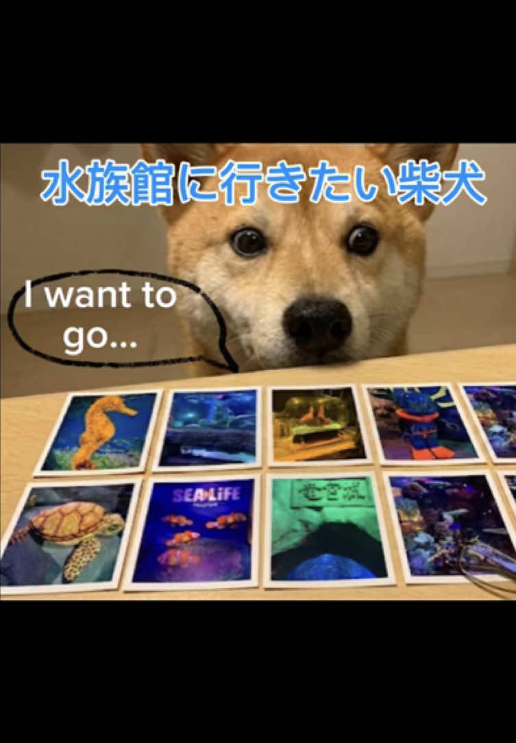 @ron_shiba