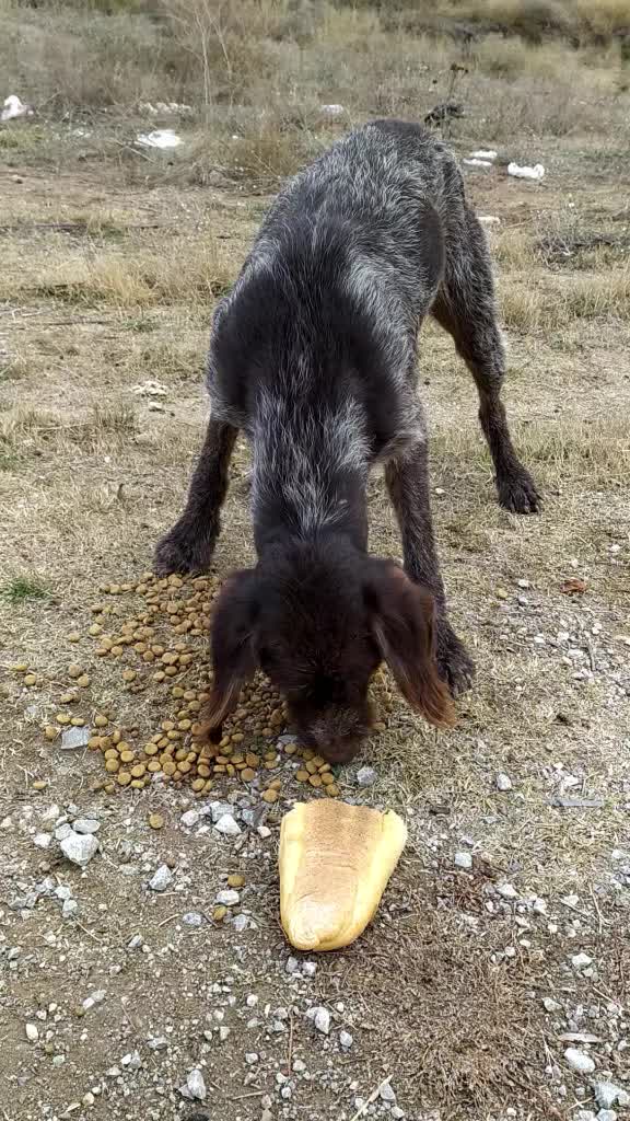 @UMUT BEKLEYEN PATİLER, 🐶💕🐱?