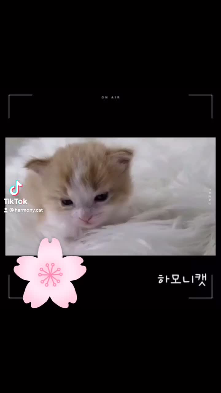@고양이❤️하모니캣❤️