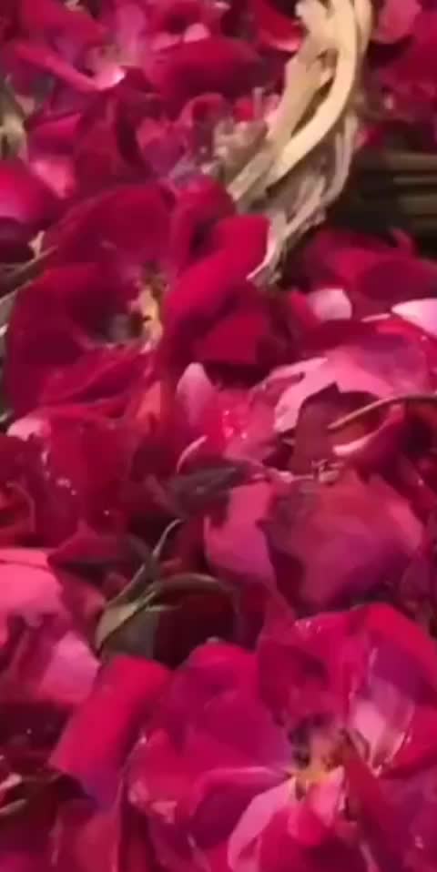 @Ammoshaikh007