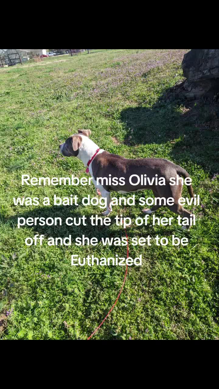 @dachshundclowning
