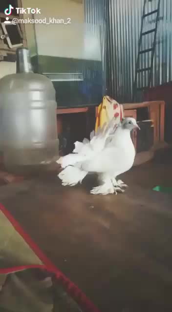 @nawazsi46