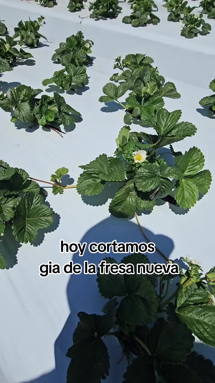 @🇲🇽🐦⬛🪺VASQUEZ🚚🌪💎
