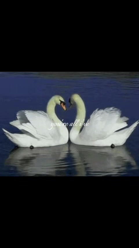 @𝒄𝒂𝒓𝒍𝒚 (𝒇𝒂𝒏𝒑𝒂𝒈𝒆)