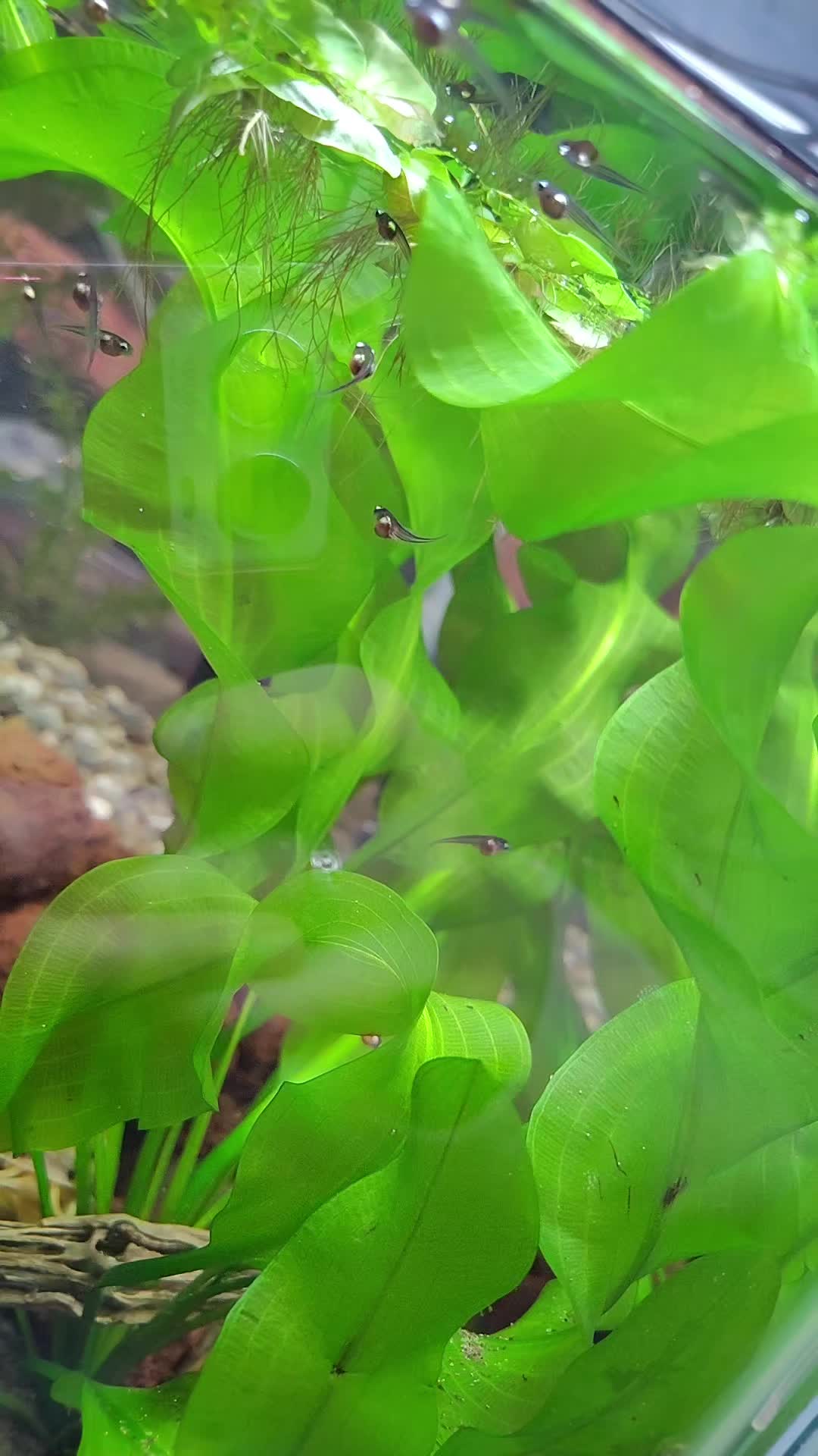@🐠 M & D's Fish 🐠