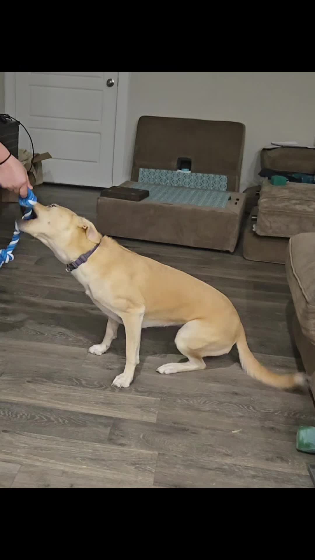 @Bella the Pup