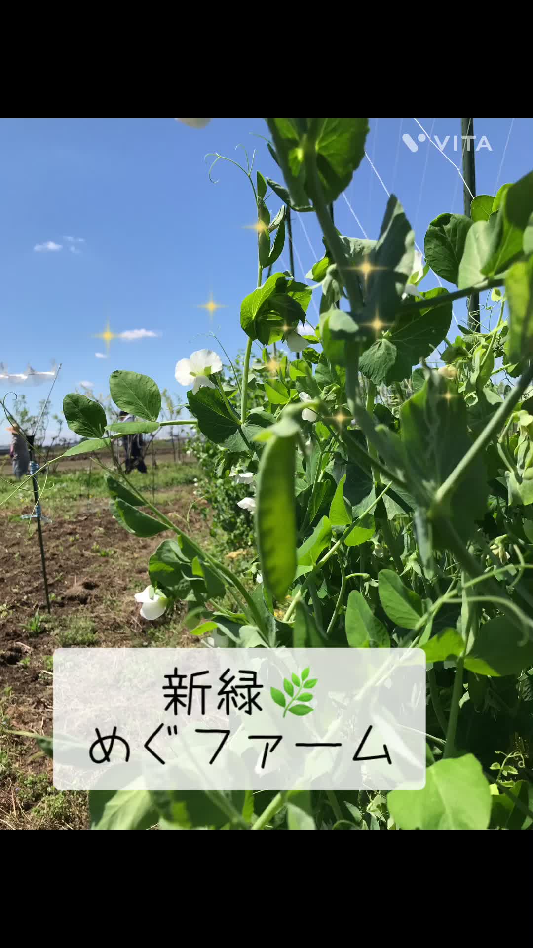 @めぐファームゴカ