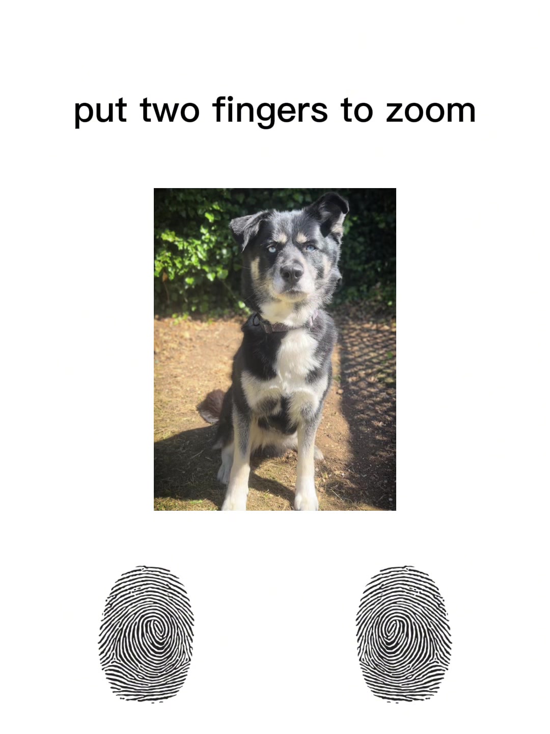 @Pawsome Fivesome