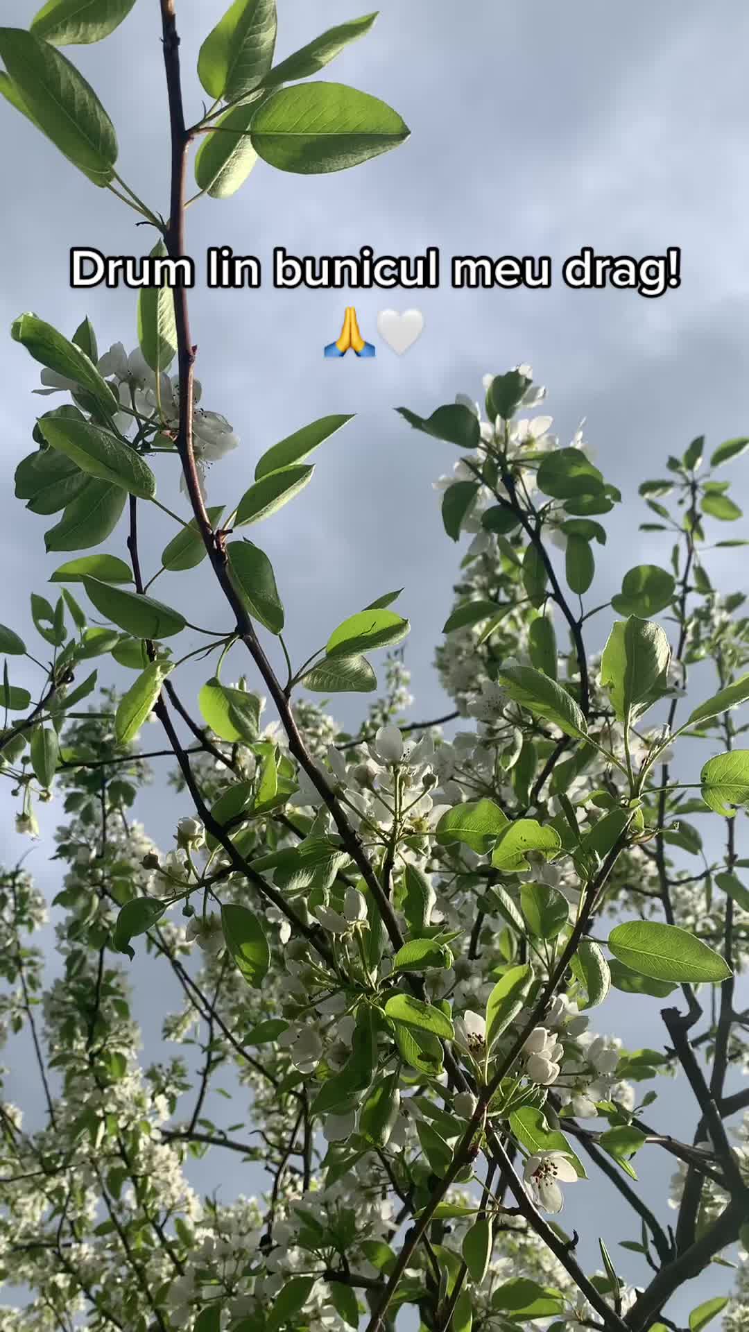 @Voichița Boboia 🍭