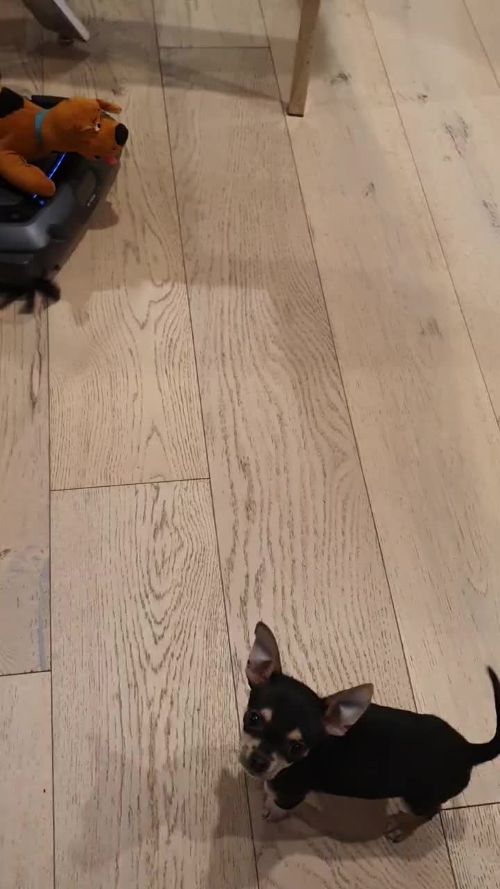@Paco.the.Chihuahua