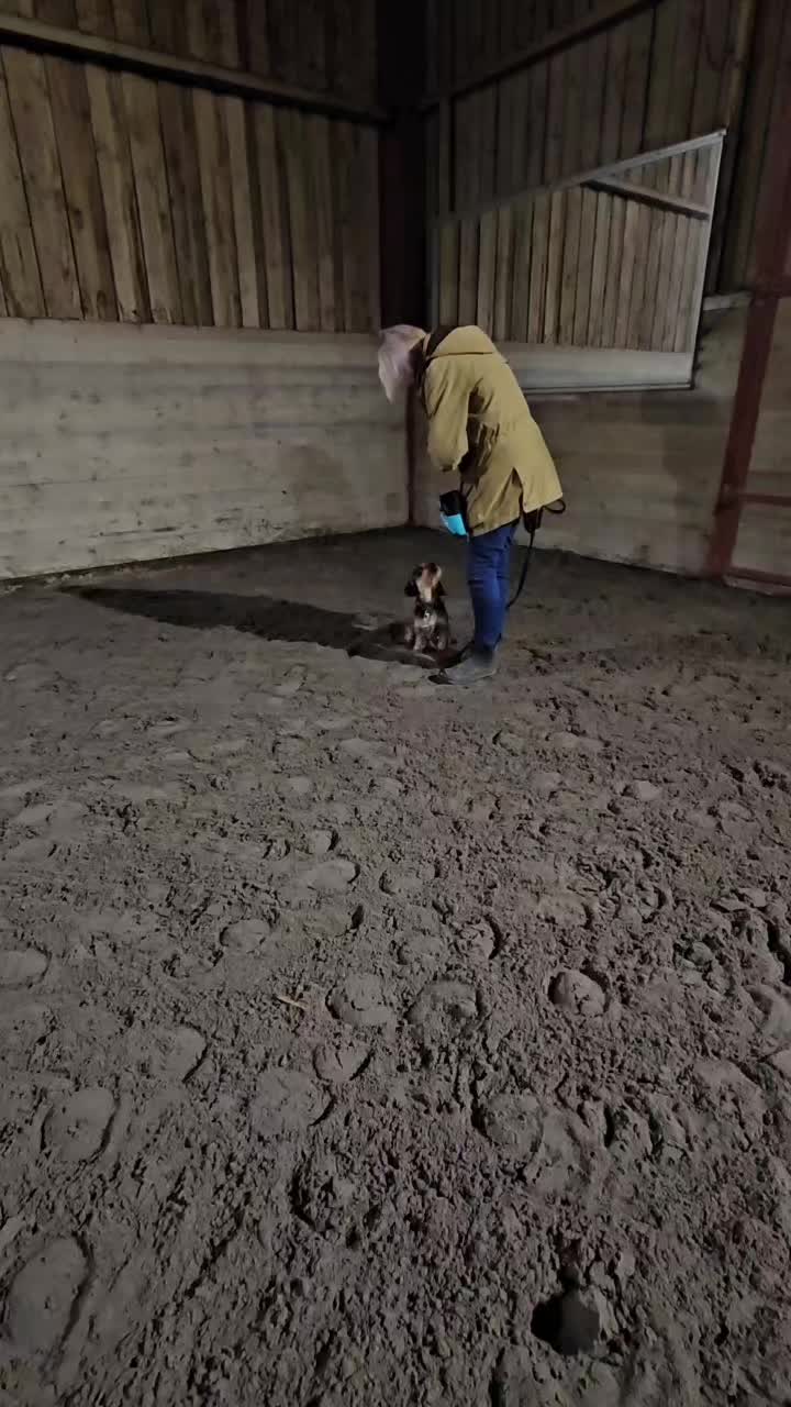 @Paw By Paw Dog Training