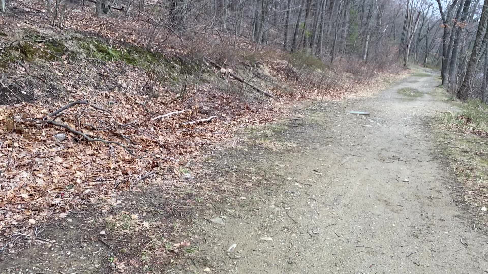 @davincitheamericanpitbull